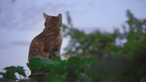 A cat standing firm and angry.