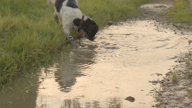 Dog Playing In a Puddle