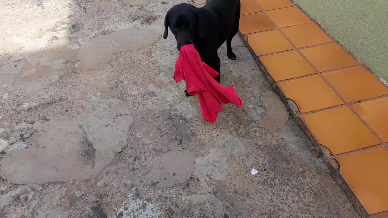 Panther Tore My Shirt