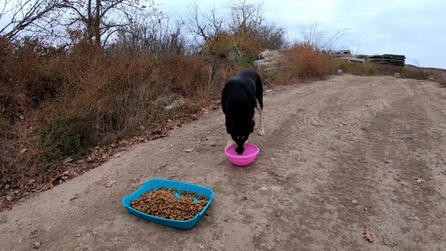 Stray Dog Waiting for Someone on the Wasteland