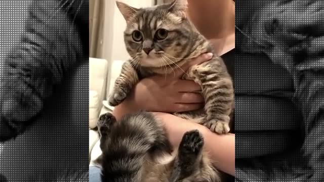 Cute Catee