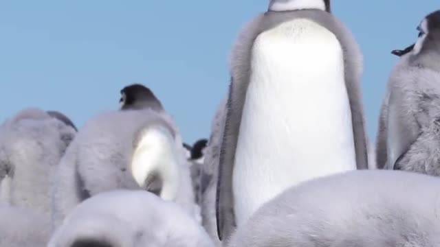 Fluffy Emperor Penguin Chicks