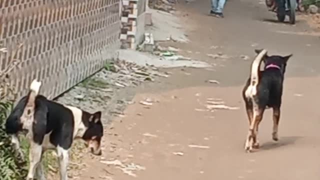 Funny Dogs Urinated Standing on the Wall