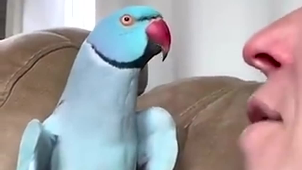 Funny talking parrot interact with adorably owner