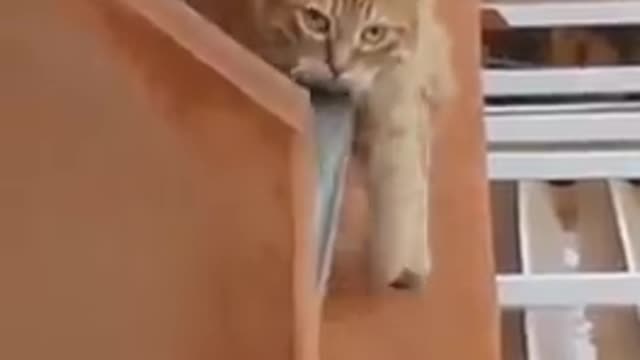 Cat is walking on pipe of building (viral video)