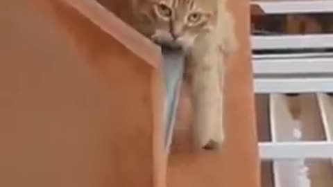 Cat is walking on pipe of building (viral video)