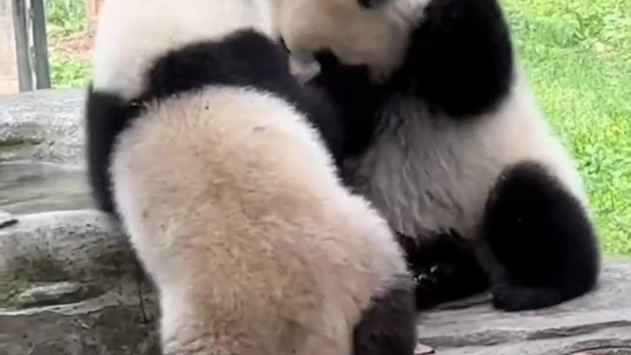 Epic Panda Fight Caught on Camera!