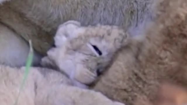 Zero distance lion