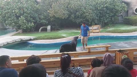 Sealion Show in EMIRATES PARK ZOO