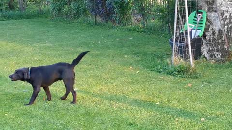 Labrador vs Chihuahua