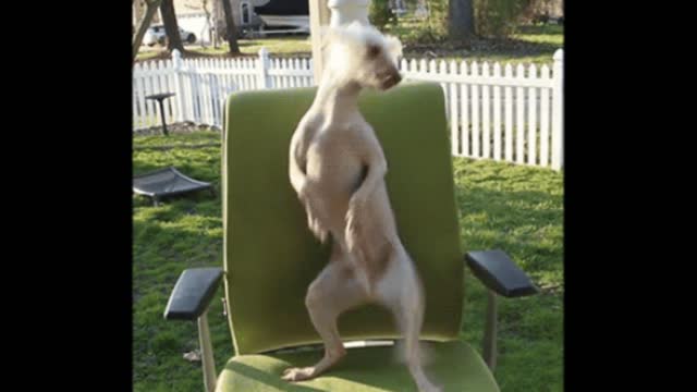 Gif video of dog dancing on the chair