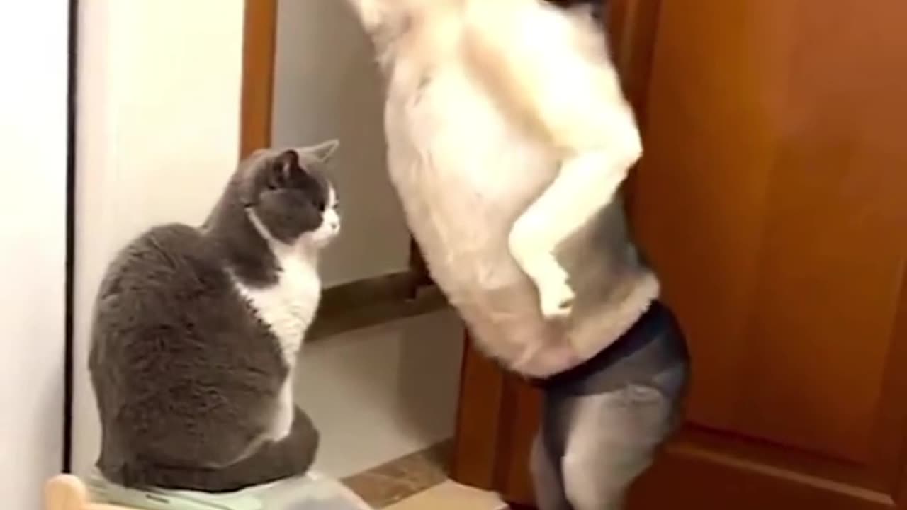 Funny animal videos