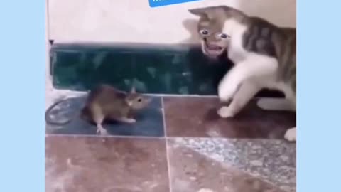 cat slapped mouse