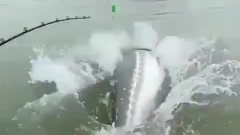 HUGE STURGEON JUMPS IN THE AIR 😮