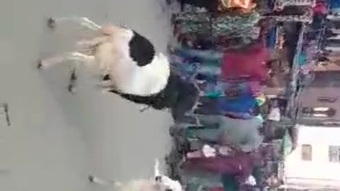Animal