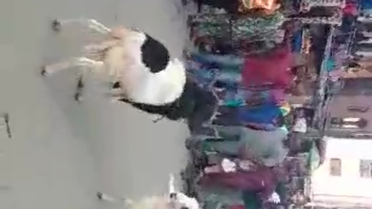 Animal
