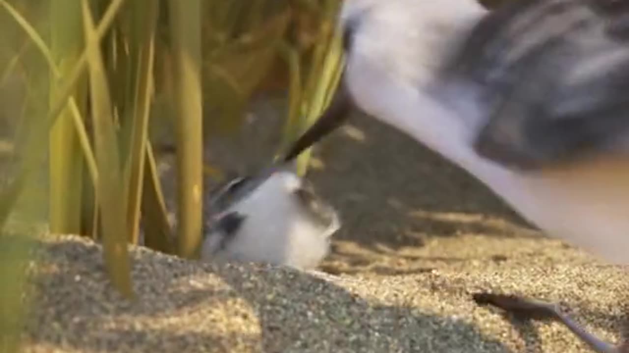 A newly born sandpiper pushed by his mother