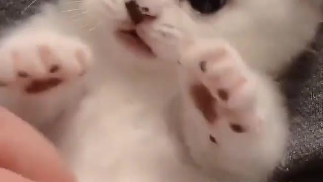 Cute cat videos