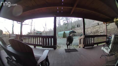 Deer 🦌 NW NC at the Treehouse 🌳 Lady and the crew usually eat at 8am they don’t know it’s after 9