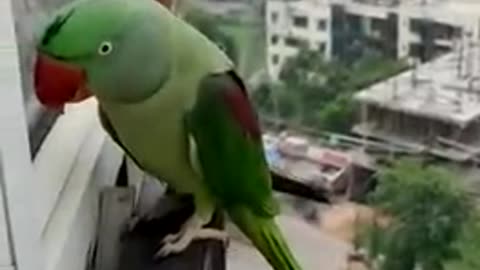 Friendly_Talking_Parrot_Calling_Mummy_in_Lockdown