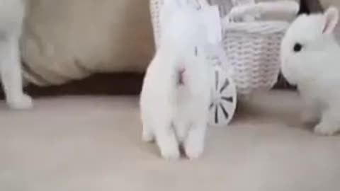 #Animal #cute #Funny #animal #cat and dog # shorts video