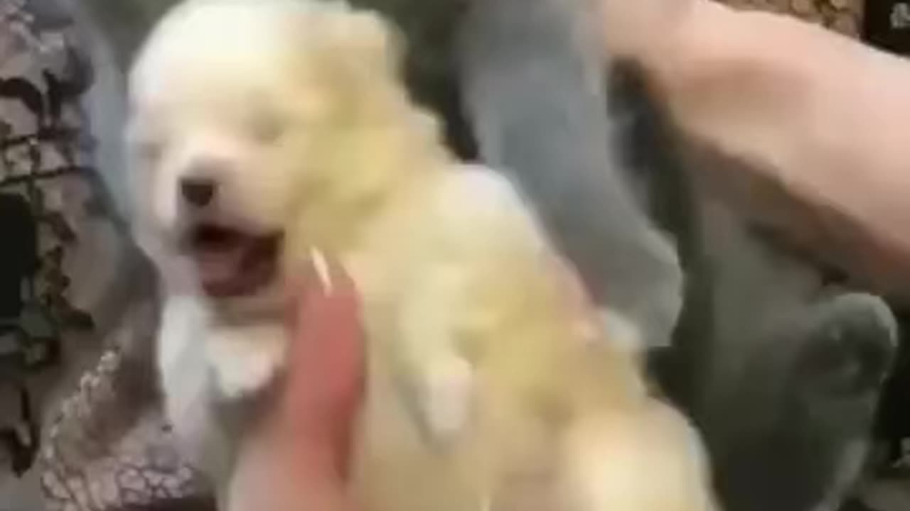 Cute animals