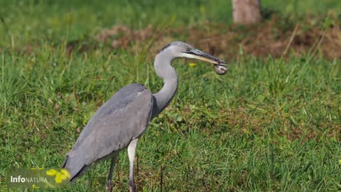 Vole eaten alive by grey heron - Graureiher verschlingt lebende Wühlmaus