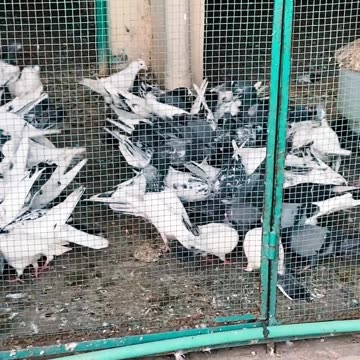 Ustad Sarfaraz Sufi Kay Breeder Pigeons