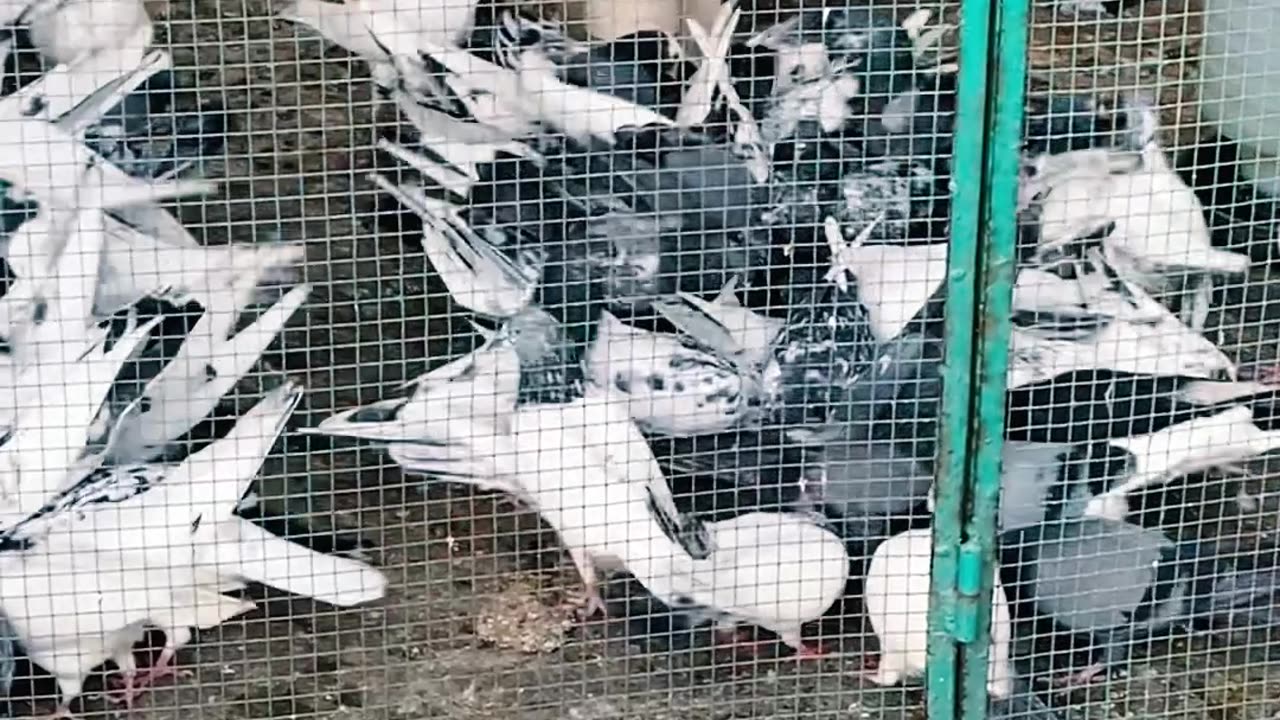 Ustad Sarfaraz Sufi Kay Breeder Pigeons