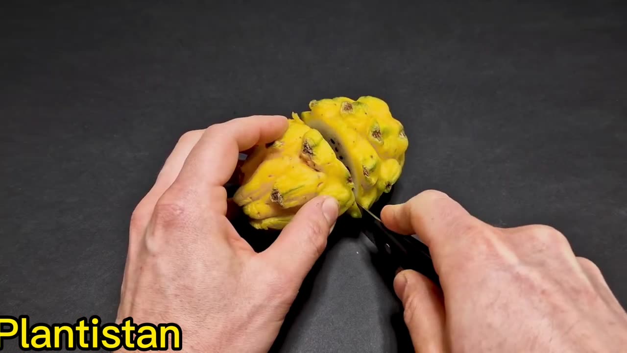 Growing Yellow DRAGON FRUIT CACTUS Time-lapse - 202 DAYS