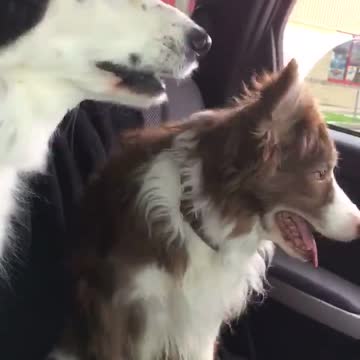 This dog makes the funniest noises in the car