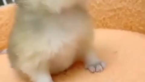 Cat lover😻😻😻 😻 😻 😻 Follow