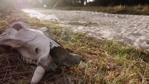 Hippo vs Lion Clan | Natural World | BBC Earth