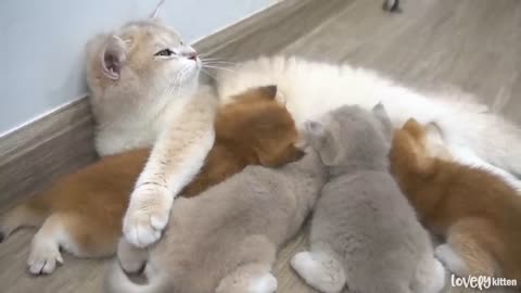 Mother cat love for her baby wow so cute baby love movment !