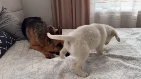 Golden Retriever Puppy Tries to Make Friends with German Shepherd
