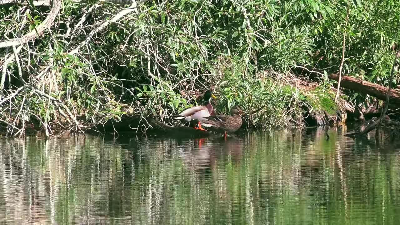 Ducks Animals Nature Bird Wild Wildlife