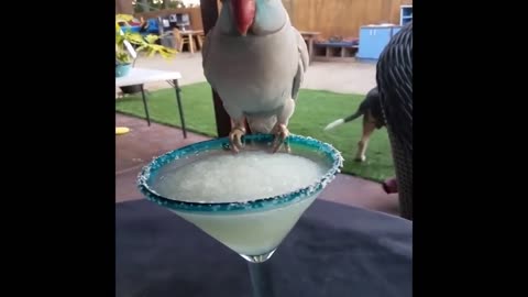 Best animals #5. Funny moments. Best of 2022!