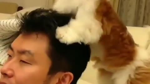 The dog massage