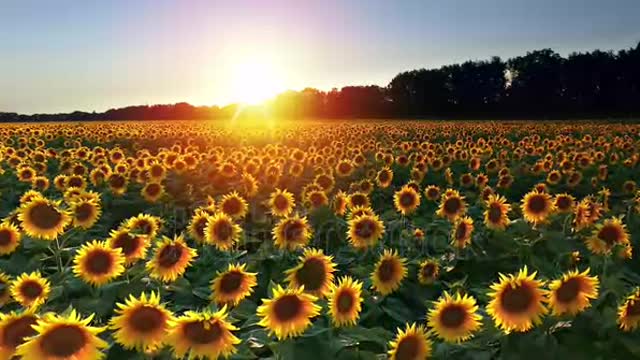 Don't bow to life, because father once lifted you above your head.