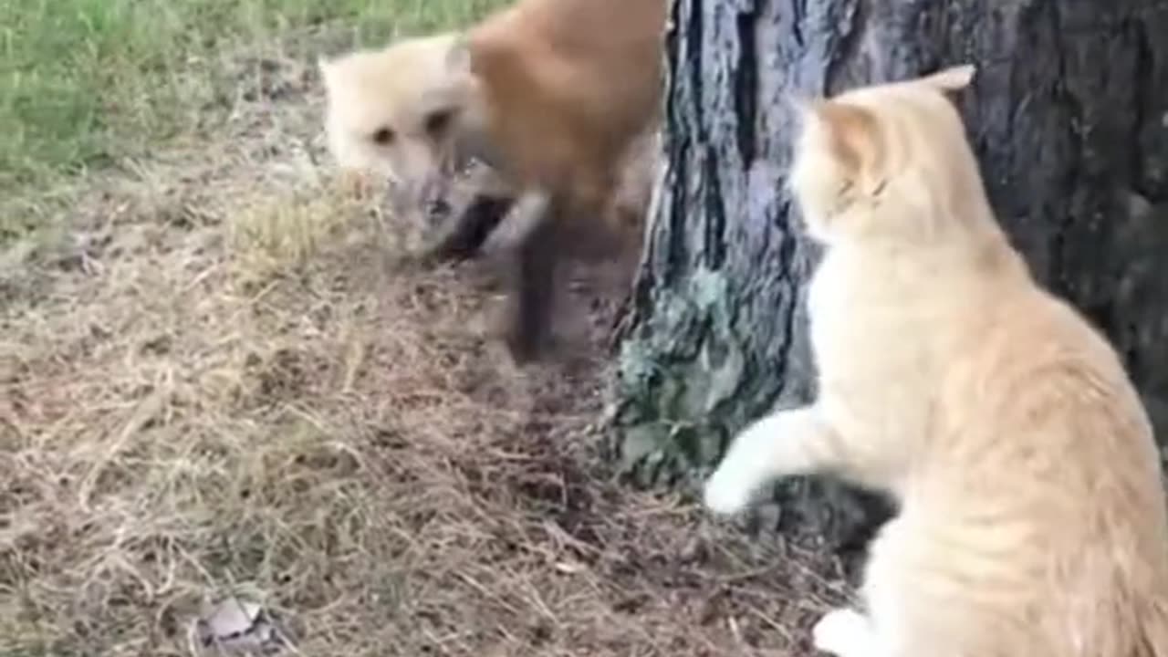 Cat slap dog.🤣