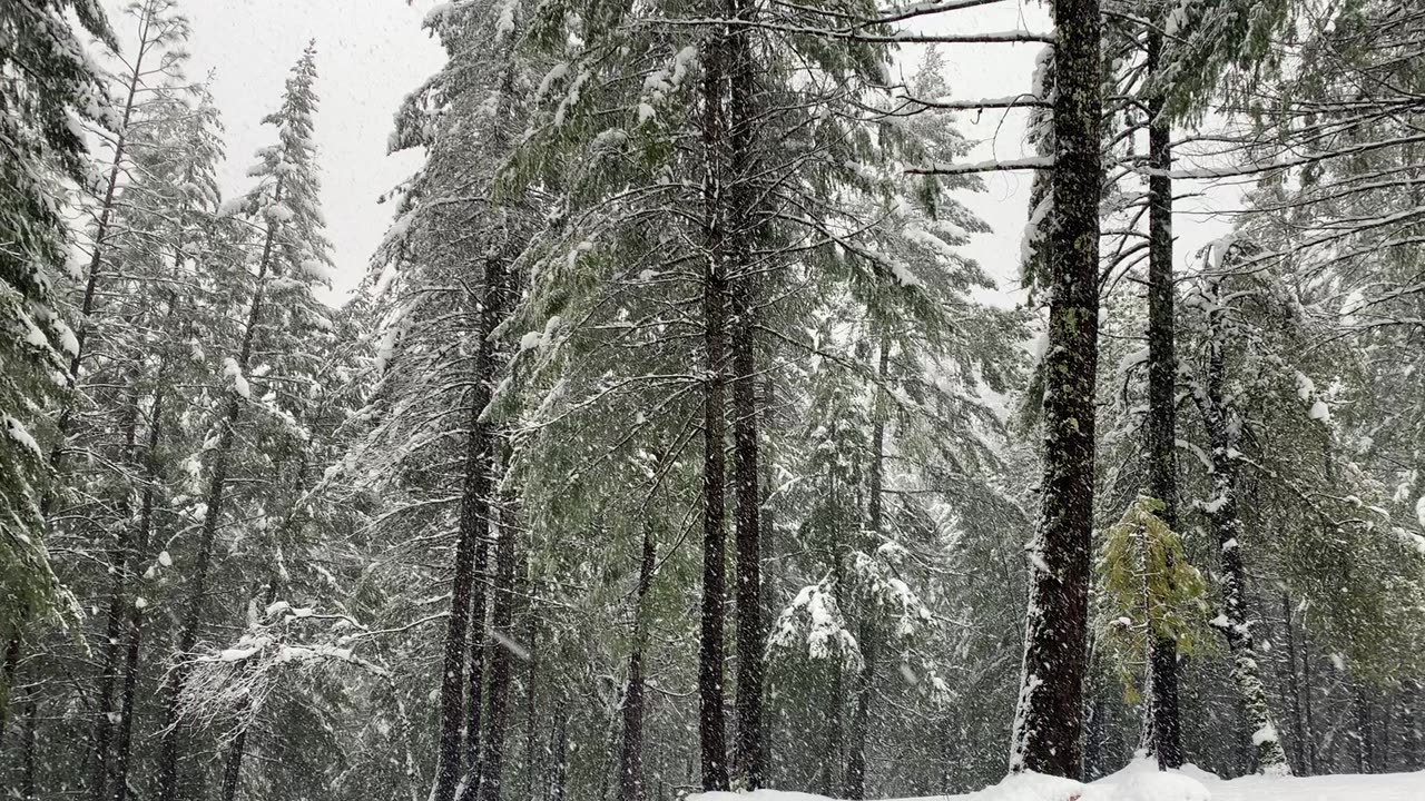 Morning Snow in the Sierra