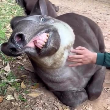 Tapir massage