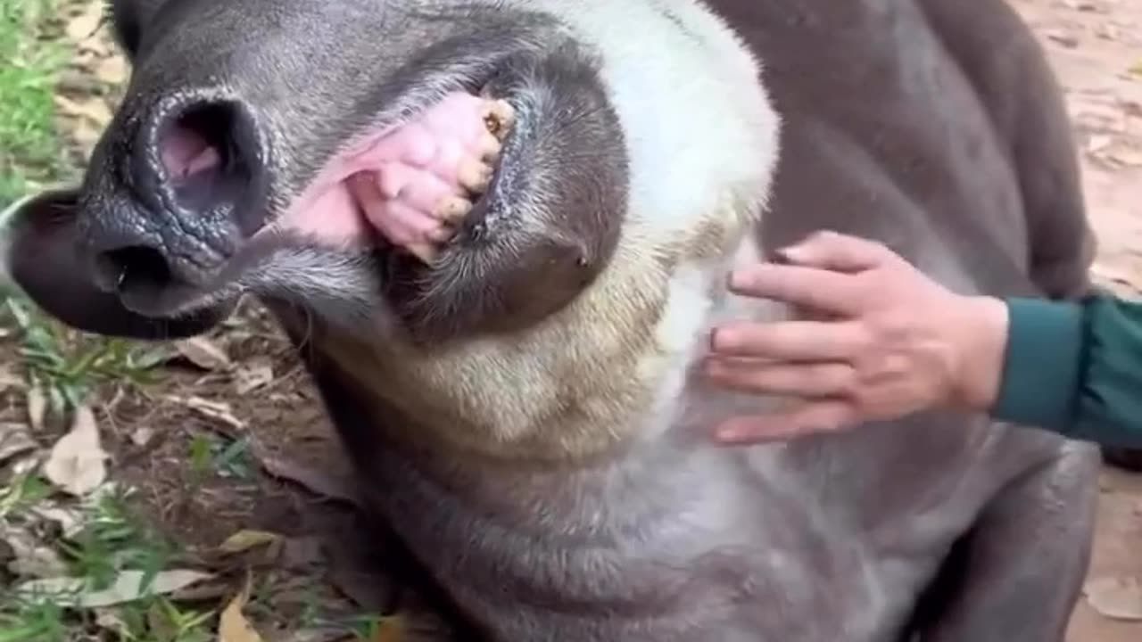 Tapir massage