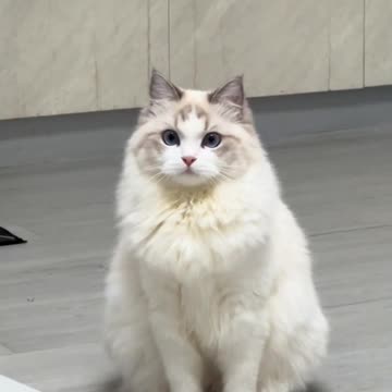 Fanny cat videos | kitty cat video | Cute cat videos | Pet Animal video | Kittycat |