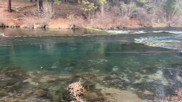 Gorgeous River Shoreline Hiking in the Rain – Metolius River – Central Oregon