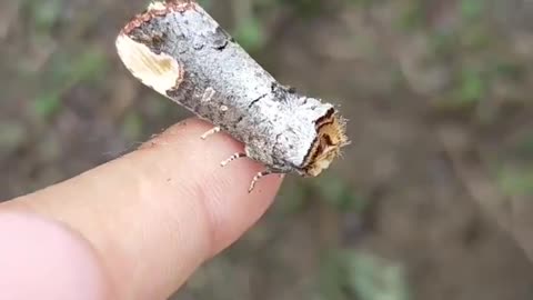 Regular Twig? NO! It’s The Incredible Camouflage Of A Butterfly From A Genus Of The Crested Family