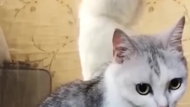 Funny Animal Videos