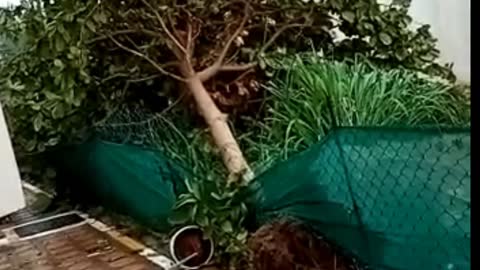 Strong winds caused a tree to fall.