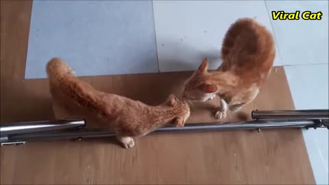 Funny Cat fight