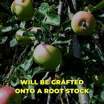 🌳 Unlocking Fruit Tree Alchemy! 🍎